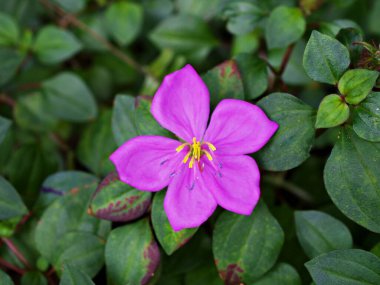 Tibouchina semidcandra 'nın yeşil yaprağı yanlış uygulanmış Tibouchina urvilleana Prenses çiçeği, ihtişamlı çalı, lasiandra, Begum bahar Melastomataceae ebediyen yeşil çalı mor çalı Pleroma macrantha