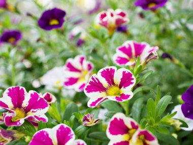 Beyaz-pembe çiçek Calibrachoa petunya milyon çan, iz petunya, Superbells, deniz kıyısı daha küçük çiçekler, Solanaceae küçük çiçek yaz renklerinde çiçek açan güzel bir arkaplan, makro resim 