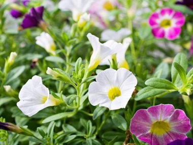 Beyaz-pembe çiçek Calibrachoa petunya milyon çan, iz petunya, Superbells, deniz kıyısı daha küçük çiçekler, Solanaceae küçük çiçek yaz renklerinde çiçek açan güzel bir arkaplan, makro resim 