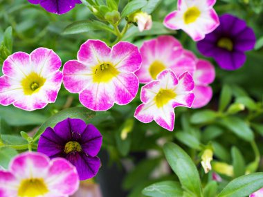 Beyaz-pembe çiçek Calibrachoa petunya milyon çan, iz petunya, Superbells, deniz kıyısı daha küçük çiçekler, Solanaceae küçük çiçek yaz renklerinde çiçek açan güzel bir arkaplan, makro resim 