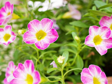 Beyaz-pembe çiçek Calibrachoa petunya milyon çan, iz petunya, Superbells, deniz kıyısı daha küçük çiçekler, Solanaceae küçük çiçek yaz renklerinde çiçek açan güzel bir arkaplan, makro resim 