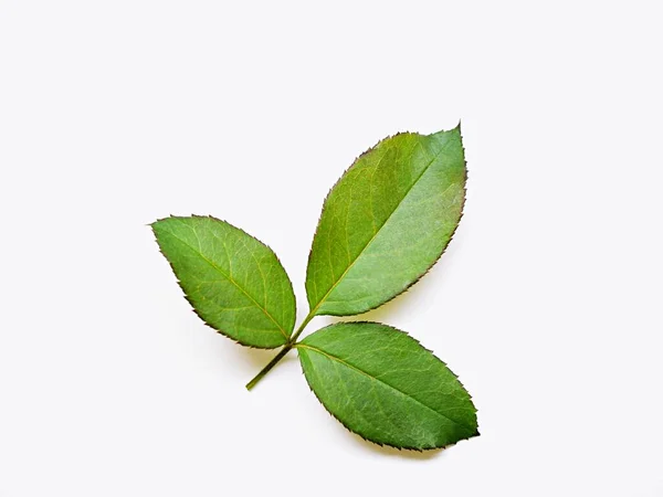 Beyaz arka planda yeşil gül yaprağı, yeşil gül yaprağı