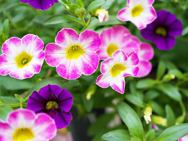 stock image White-pink flower Calibrachoa petunia Million bells ,Trailing petunia ,Superbells ,seashore smaller flowers ,Solanaceae hybrid tiny blooming in summer colorful for pretty background ,macro image 