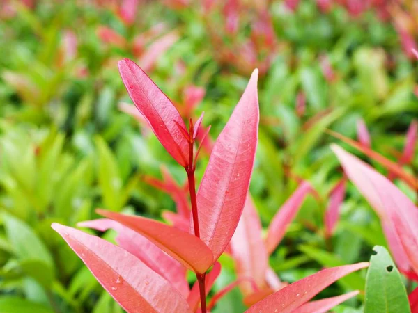 Follaje Rojo Kelat Payas Syzygium Australe Big Red Lilly Pilly Fotos de stock