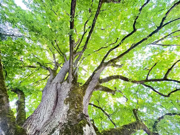 Large tree with green leaves at midday and worm eye view tree looking up ,Bottom view of tree trunk to green leaves of big tree in the park ,Green plant give oxygen in the forest on sunlight day