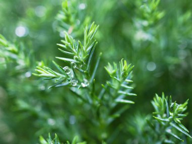 Platycladus Orientalis L. Franco cv 'nin Macro yeşil yaprağı. Rose Dalis, Doğu Ağaç Vitesi, Cupressaceae