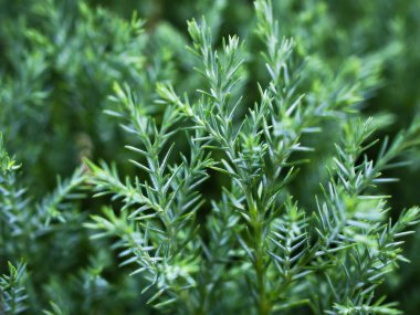 Platycladus Orientalis L. Franco cv 'nin Macro yeşil yaprağı. Rose Dalis, Doğu Ağaç Vitesi, Cupressaceae