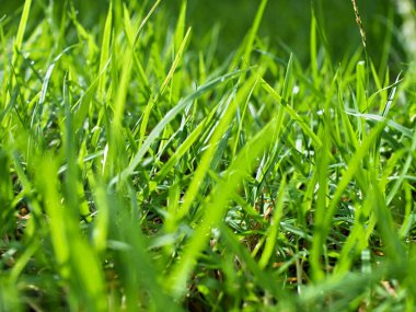 Makro yeşil çimen ve güneş ışığı 
