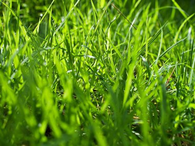 Makro yeşil çimen ve güneş ışığı 