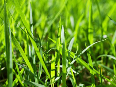 Makro yeşil çimen ve güneş ışığı 