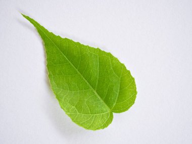 Beyaz arka plan üzerinde izole makro yeşil yaprak