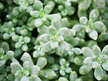 Yakın plan sulu bitkiler Pachyphytum hookeri Variegata, Salm Dyck gümüşi mavi-yeşil, Pachyphytum hookeri çeşitli, sivri yapraklar, yaprak uçları kırmızıya dönüyor, Echeveria, makro görüntü ,