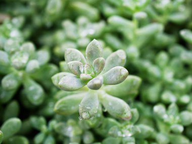 Yakın plan sulu bitkiler Pachyphytum hookeri Variegata, Salm Dyck gümüşi mavi-yeşil, Pachyphytum hookeri çeşitli, sivri yapraklar, yaprak uçları kırmızıya dönüyor, Echeveria, makro görüntü ,