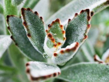 Chocolate soldier succulent plant ,Kalanchoe tomentosa ,Panda plant ,Fuzzy Kalanchoes ,Silvery-blue ,Golden-brown ,Teddy Bear ,Blue-green fuzzy leaves ,pussy ears ,velvet leaf ,plush ,cocoon plant