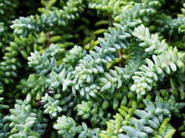 Yakın çekim sulu bitki, Sedum morganianum, Eşek Kuyruğu Burros, Asılı Sedum Burrito kuyruğu, Crassulaceae 