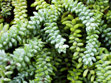 Yakın çekim sulu bitki, Sedum morganianum, Eşek Kuyruğu Burros, Asılı Sedum Burrito kuyruğu, Crassulaceae 