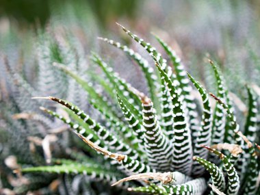 Sulu Zebra bitkisi, Haworthia Aloe Vera, İnci bitkisi, Zebra kaktüsü, Yıldız penceresi, Yastık Aloe, Haworthia fasciata Güney Afrika sulu, Asphodelaceae familyası, çekici çizgili kolye. 