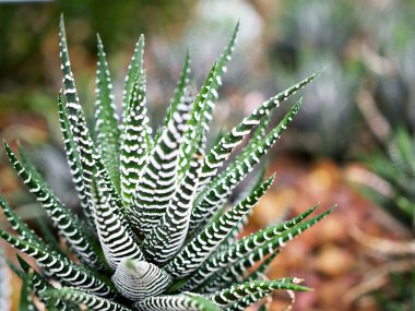 Sulu Zebra bitkisi, Haworthia Aloe Vera, İnci bitkisi, Zebra kaktüsü, Yıldız penceresi, Yastık Aloe, Haworthia fasciata Güney Afrika sulu, Asphodelaceae familyası, çekici çizgili kolye. 