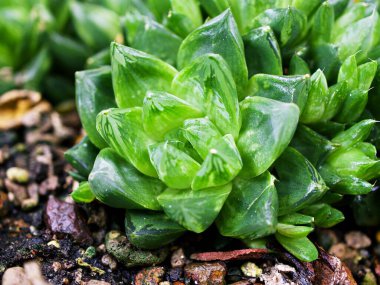 Sulu bitkiler Haworthia mucronata, Asphodelaceae, Cuspidata, Suculenta, Ventana Haworthia cymbifomis Variegata Kaktüsü 