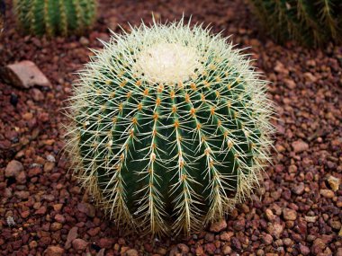 Kaktüs Echinocactus grusonii Tohumu, Golden Barrel kaynanasının yastığı, koltuğu, altın top kaktüsü. Kaktaceae, Caryophyllales familyasından Kaliforniya fıçı kaktüsü.
