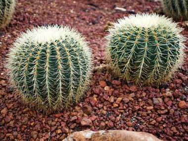 Kaktüs Echinocactus grusonii Tohumu, Golden Barrel kaynanasının yastığı, koltuğu, altın top kaktüsü. Kaktaceae, Caryophyllales familyasından Kaliforniya fıçı kaktüsü.