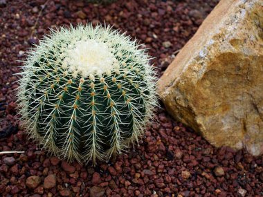 Kaktüs Echinocactus grusonii Tohumu, Golden Barrel kaynanasının yastığı, koltuğu, altın top kaktüsü. Kaktaceae, Caryophyllales familyasından Kaliforniya fıçı kaktüsü.