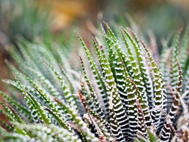 Sulu Zebra bitkisi, Haworthia Aloe Vera, İnci bitkisi, Zebra kaktüsü, Yıldız penceresi, Yastık Aloe, Haworthia fasciata Güney Afrika sulu, Asphodelaceae familyası, çekici çizgili kolye. 