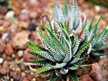 Sulu Zebra bitkisi, Haworthia Aloe Vera, İnci bitkisi, Zebra kaktüsü, Yıldız penceresi, Yastık Aloe, Haworthia fasciata Güney Afrika sulu, Asphodelaceae familyası, çekici çizgili kolye. 