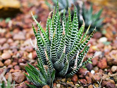 Sulu Zebra bitkisi, Haworthia Aloe Vera, İnci bitkisi, Zebra kaktüsü, Yıldız penceresi, Yastık Aloe, Haworthia fasciata Güney Afrika sulu, Asphodelaceae familyası, çekici çizgili kolye. 