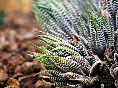 Sulu Zebra bitkisi, Haworthia Aloe Vera, İnci bitkisi, Zebra kaktüsü, Yıldız penceresi, Yastık Aloe, Haworthia fasciata Güney Afrika sulu, Asphodelaceae familyası, çekici çizgili kolye. 