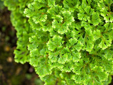 Selaginella Tamariscina yosun bitkisi, Selaginella Kraussiana Brownii, Selaginellaceae, Krauss 'Spikemoss, Pin-Cushion, Spikemoss, Emerald Isle Spikemoss, Scotch Moss, Compact, Green Tones