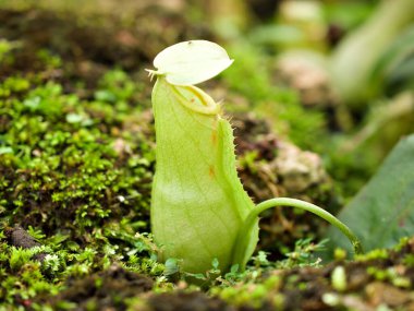 Sinek kapanı yırtıcı maymun kapları bitkisi, tropikal sürahi bitkileri, Nepenthes mirabilis Ventrata, Nepenthes Alata Khasiana 