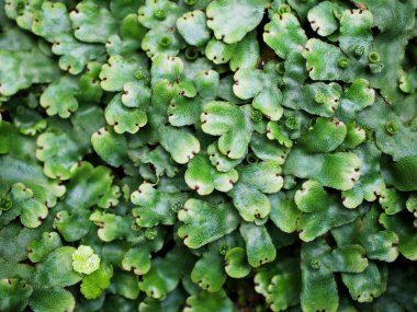 Yakın çekim yeşil yaprak Marchantia polimorfa, Umbrella Liverwort, yaygın ciğer otu 