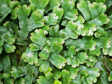 Yakın çekim yeşil yaprak Marchantia polimorfa, Umbrella Liverwort, yaygın ciğer otu 