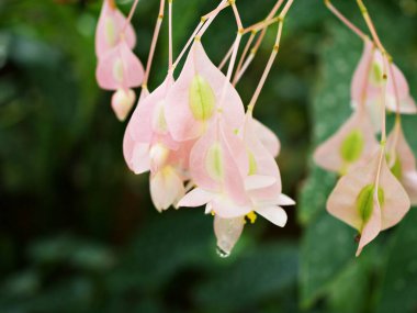 Begonya grandlerinin pembe beyaz çiçekleri, Hardy begonia, begoniaceae, Heron 's Pirouette, Alba