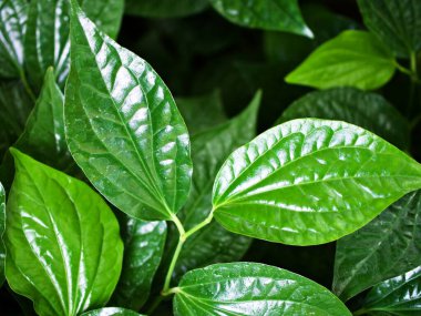 Kapalı yeşil yaprak Betel bitkisi, Piper betle, Piperaceae, biber ve kava, Paan, Piper sarmentosum Herb, Cha plu