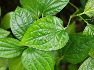 Kapalı yeşil yaprak Betel bitkisi, Piper betle, Piperaceae, biber ve kava, Paan, Piper sarmentosum Herb, Cha plu