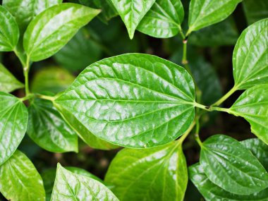 Kapalı yeşil yaprak Betel bitkisi, Piper betle, Piperaceae, biber ve kava, Paan, Piper sarmentosum Herb, Cha plu