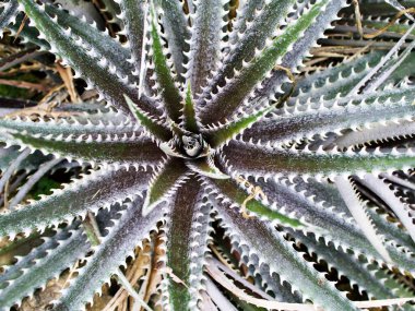 Yakın plan Dyckia dawsonii leziz çöl bitkisi bahçede bulanık arka plan, makro görüntü 