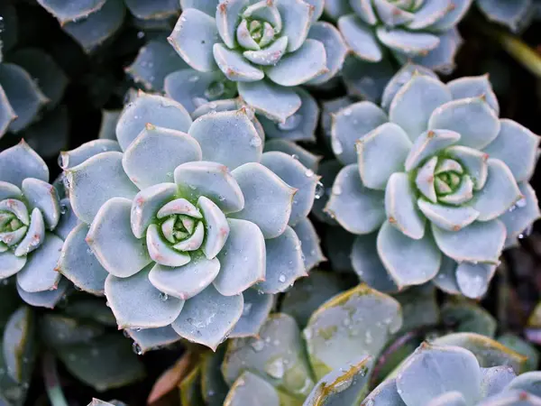 Makro sulu kaktüs, Echeveria elegans, gül lahanası, kalın yapraklı rosetler, Echeveria Apus, şekilli gül yaprakları, Crassulaceae ailesi çiçek açan bitki, tavuk ve civciv, Echevelia gibbiflora 