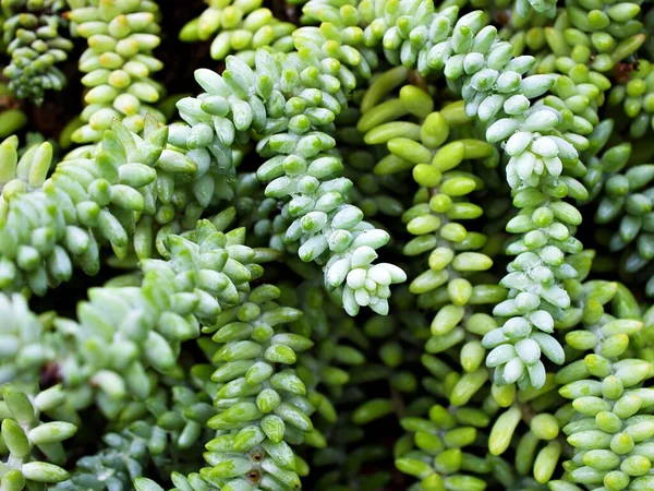 Yakın çekim sulu bitki, Sedum morganianum, Eşek Kuyruğu Burros, Asılı Sedum Burrito kuyruğu, Crassulaceae 