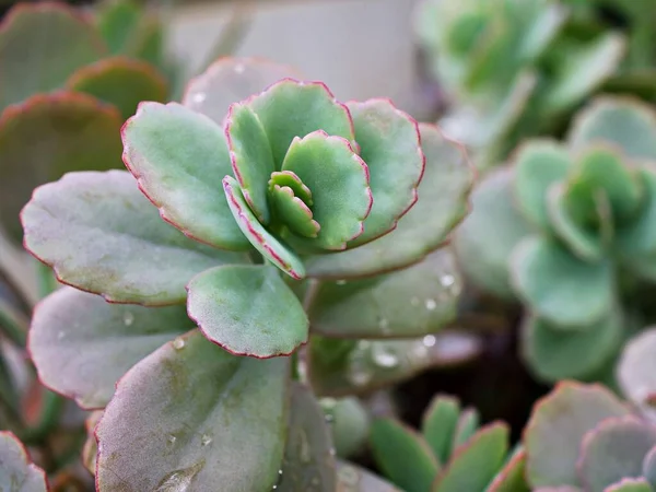 stock image  Succulent plant ,Kalanchoe fedtschenkoi variegata tricolor lavender scallops ,gray-green to purple leaves ,scalloped is a shrub forming succulent featuring thick ,Crassulaceae 