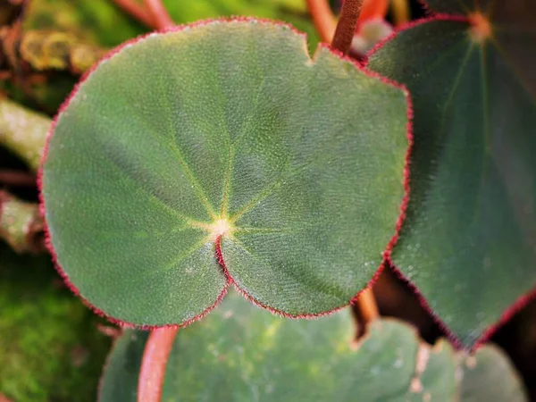 Painted Leaf red foliage King Begonia ,Painted Begonia ,Hybrid Rex Begonia annulata ,Curly Fireflush flower plant ,tropical and Tender Perennials ,Hairy begonia rex cultorum group ,Begoniaceae family