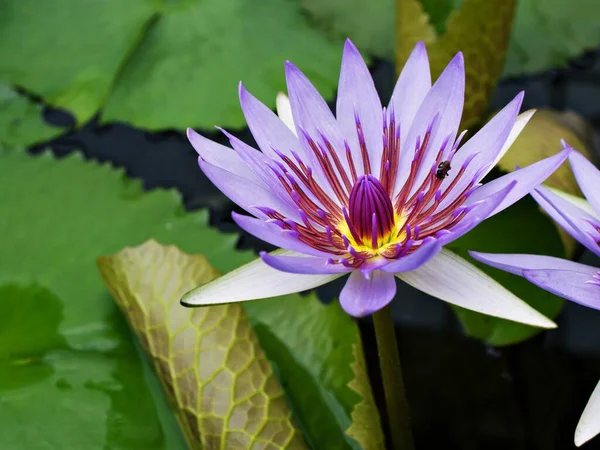 water lily Nymphaea nouchali var. caerulea ,Egyptian lotus plants ,Nymphaeaceae ,macro image ,tropical aquatic plant with sky-blue flower ,Egyptian blue lily ,Sacred blue lily