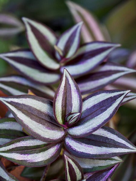 Purple Zebra plant ,Wandering Jew ,Tradescantia Zebrina ,Spiderwort ,Silk plant