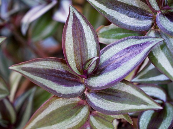 Purple Zebra plant ,Wandering Jew ,Tradescantia Zebrina ,Spiderwort ,Silk plant