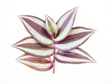 Beyaz arka planda yalıtılmış mor Zebra bitkisi, gezgin Yahudi yaprakları, Tradescantia Zebrası, Örümcek otu, İpek bitkisi, mor kalp, İnç bitkisi, renkli gümüş yapraklar, zebra yaprakları,