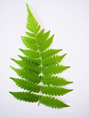 Genç yeşil yapraklı eğreltiotu bitkisi beyaz arka planda izole edilmiş, polipodiyopsida veya polipodiyophyta, Evergreen leaf vasküler bitkileri 