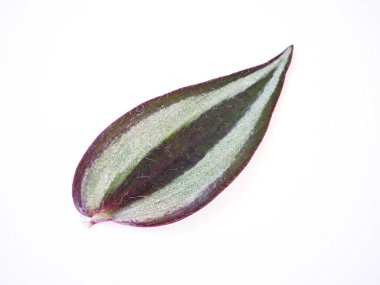 Beyaz arka planda yalıtılmış mor Zebra bitkisi, gezgin Yahudi yaprakları, Tradescantia Zebrası, Örümcek otu, İpek bitkisi, mor kalp, İnç bitkisi, renkli gümüş yapraklar, zebra yaprakları,