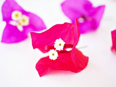 Pembe çiçek Bougainvillea glabra beyaz arkaplanda izole